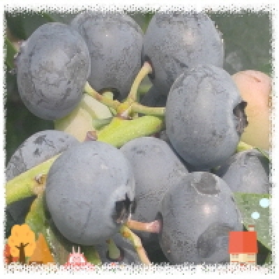 선샤인블루(Sunshine Blue) 2년