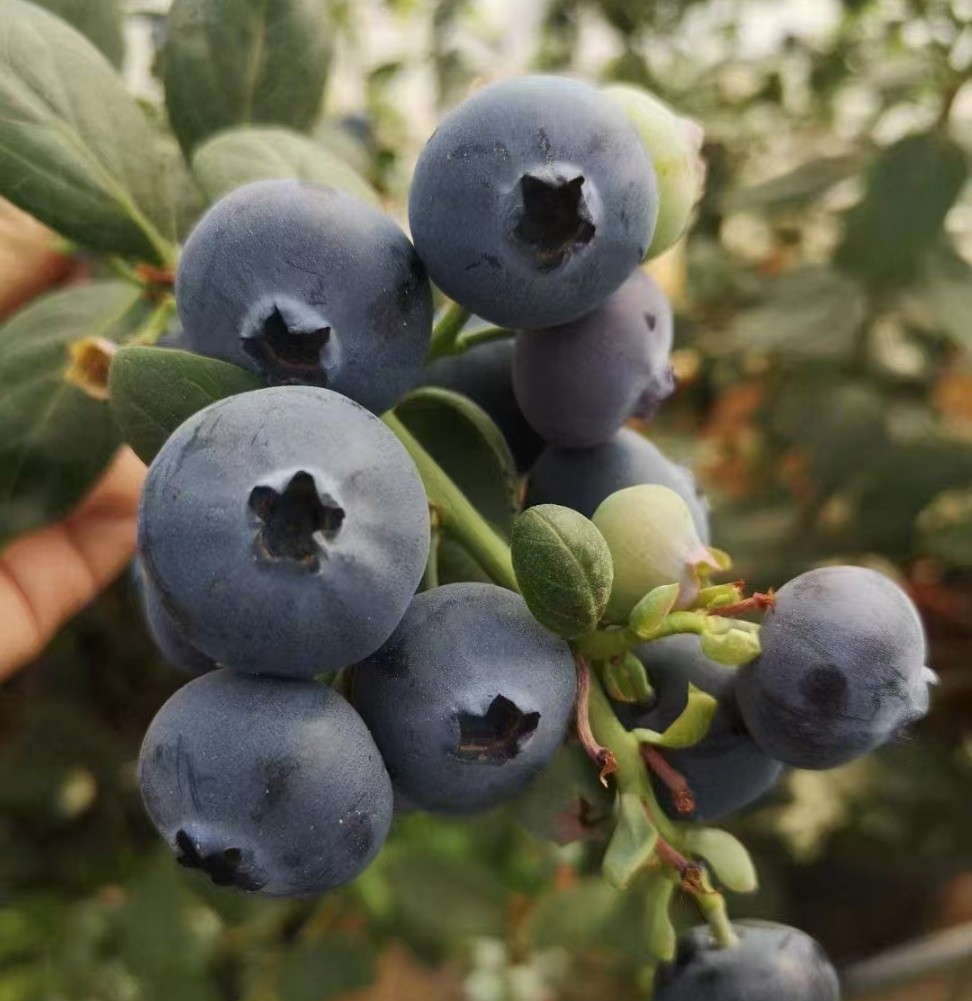 블루나이스(조직배양특묘)